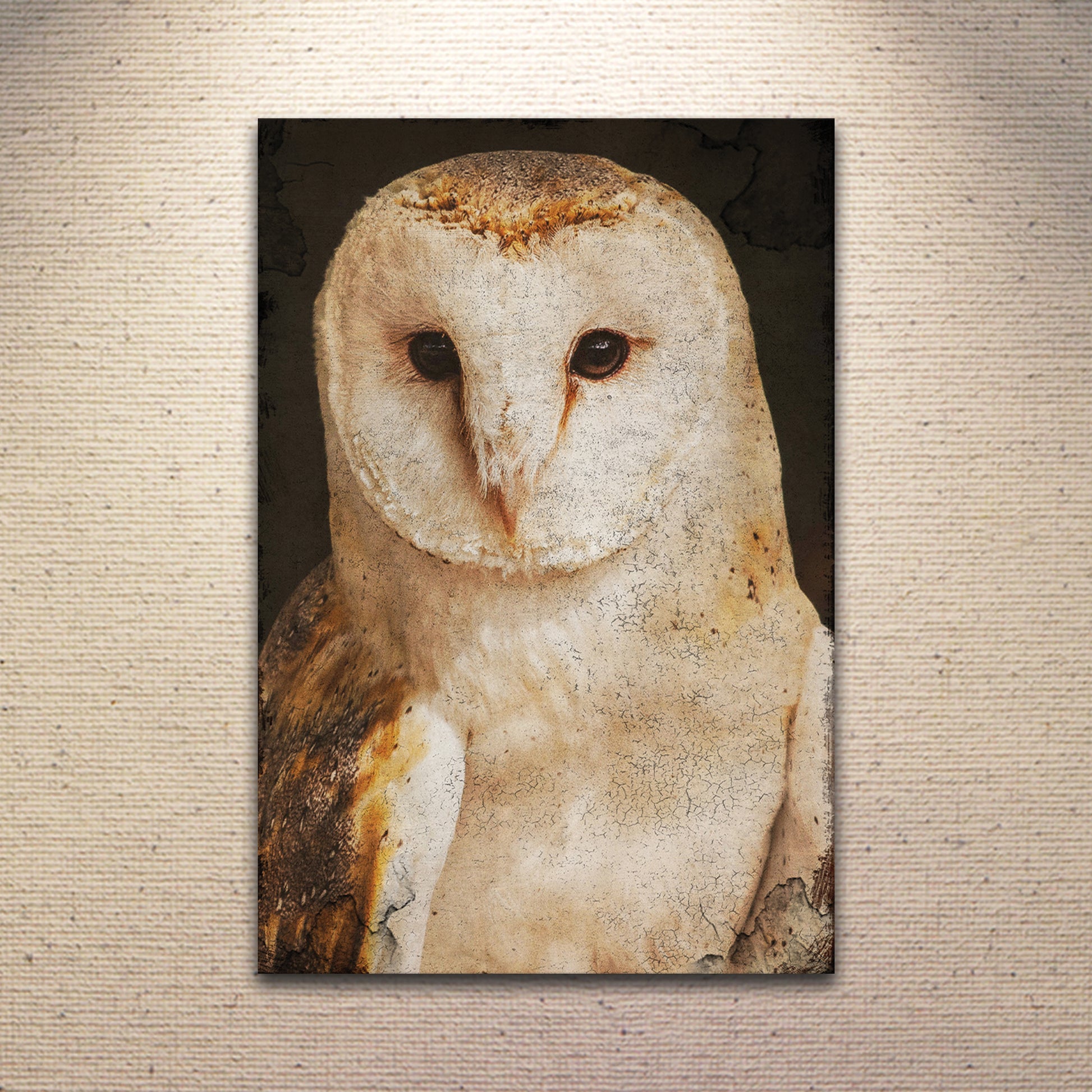 Barn Owl Gaze Rustic Canvas Wall Art