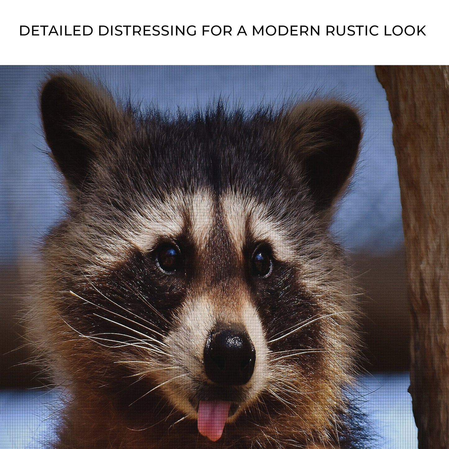 Cute Critter Raccoon Canvas Wall Art from the Forest