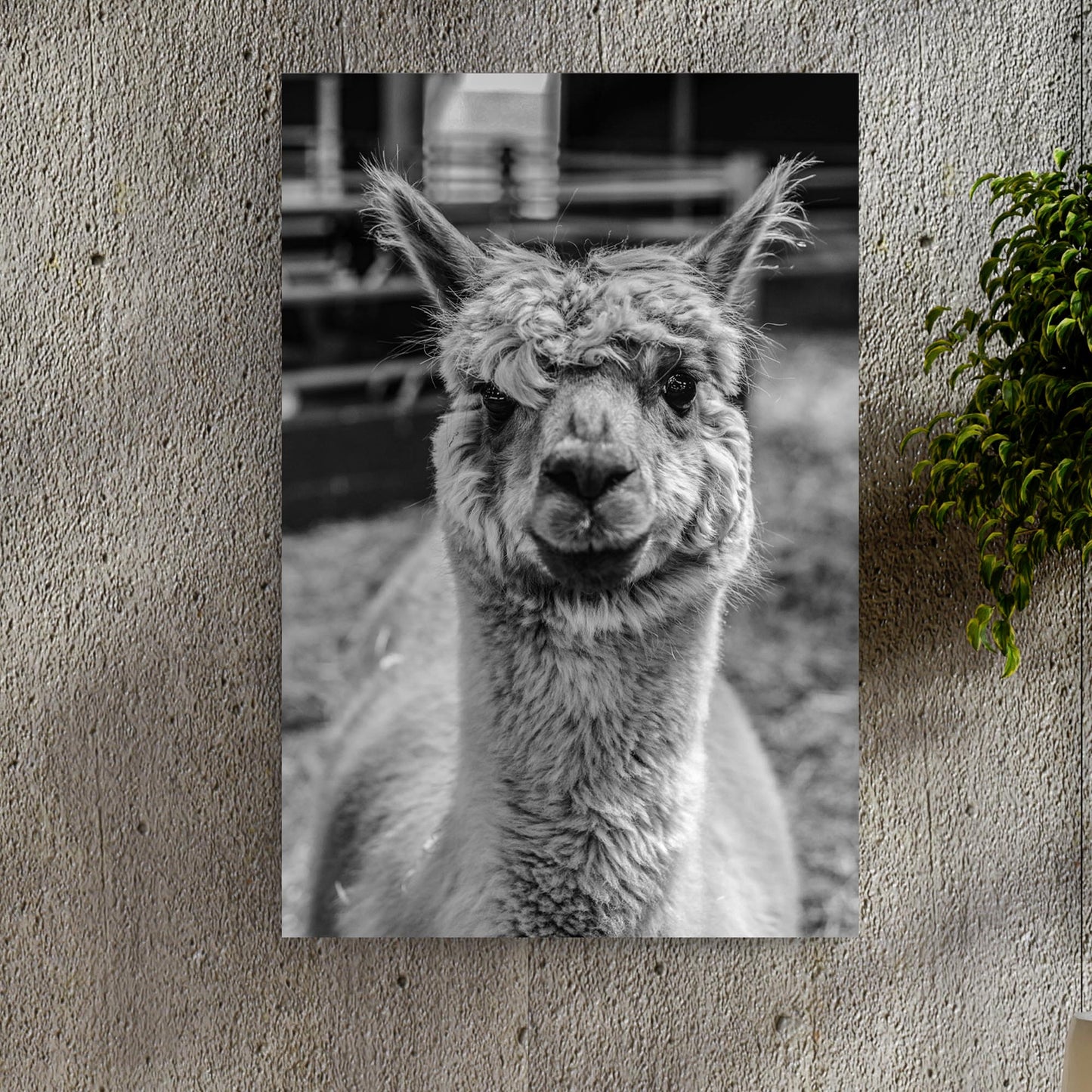 alpaca elegance black and white portrait canvas wall art