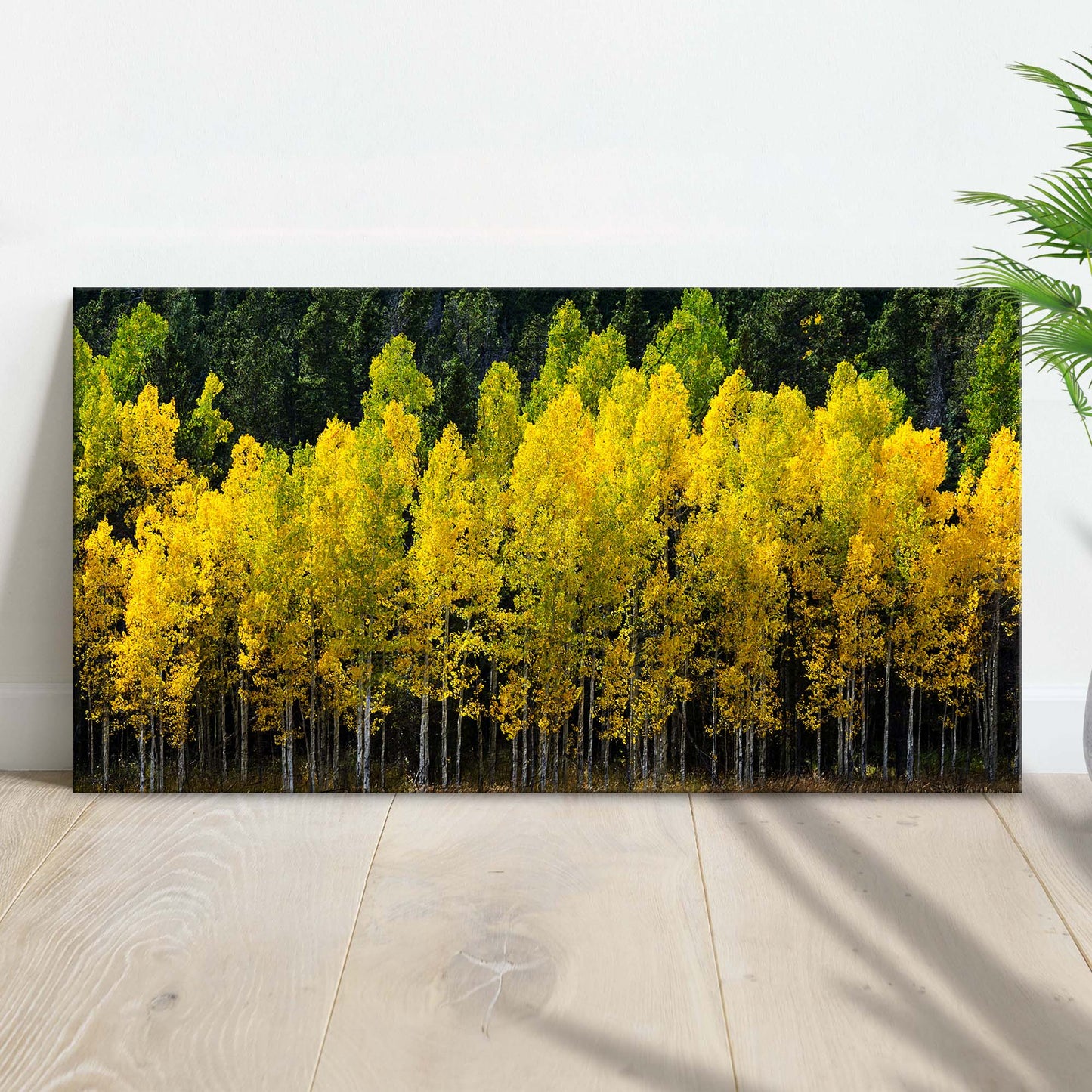 Aspen Grove Symphony Colorado Aspen Grove Canvas Wall Art