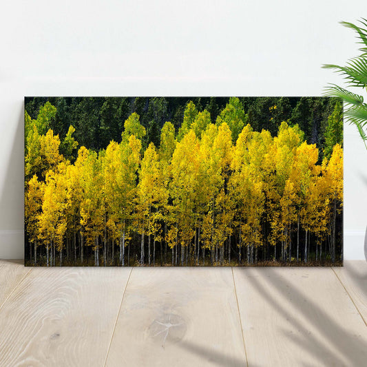 Aspen Grove Symphony Colorado Aspen Grove Canvas Wall Art