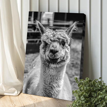 Alpaca Elegance Black and White Portrait Canvas Wall Art