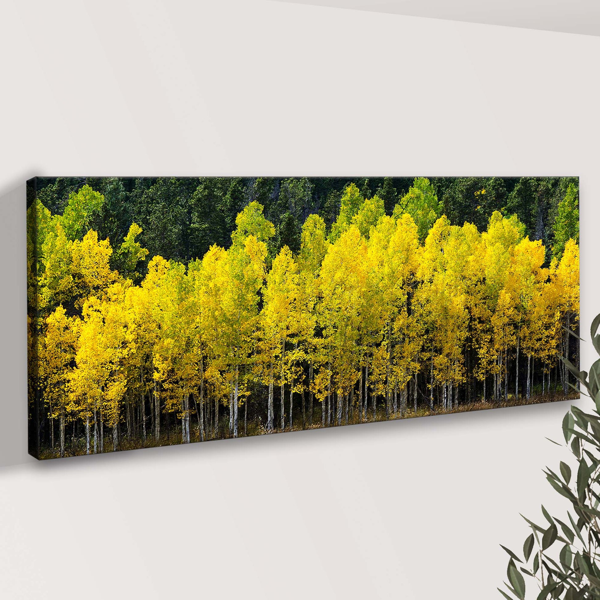 Aspen Grove Symphony Colorado Aspen Grove Canvas Wall Art