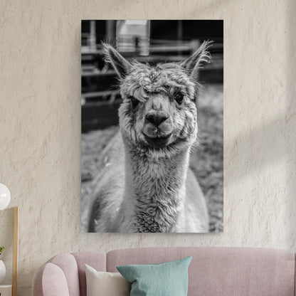 Alpaca Elegance Black and White Portrait Canvas Wall Art