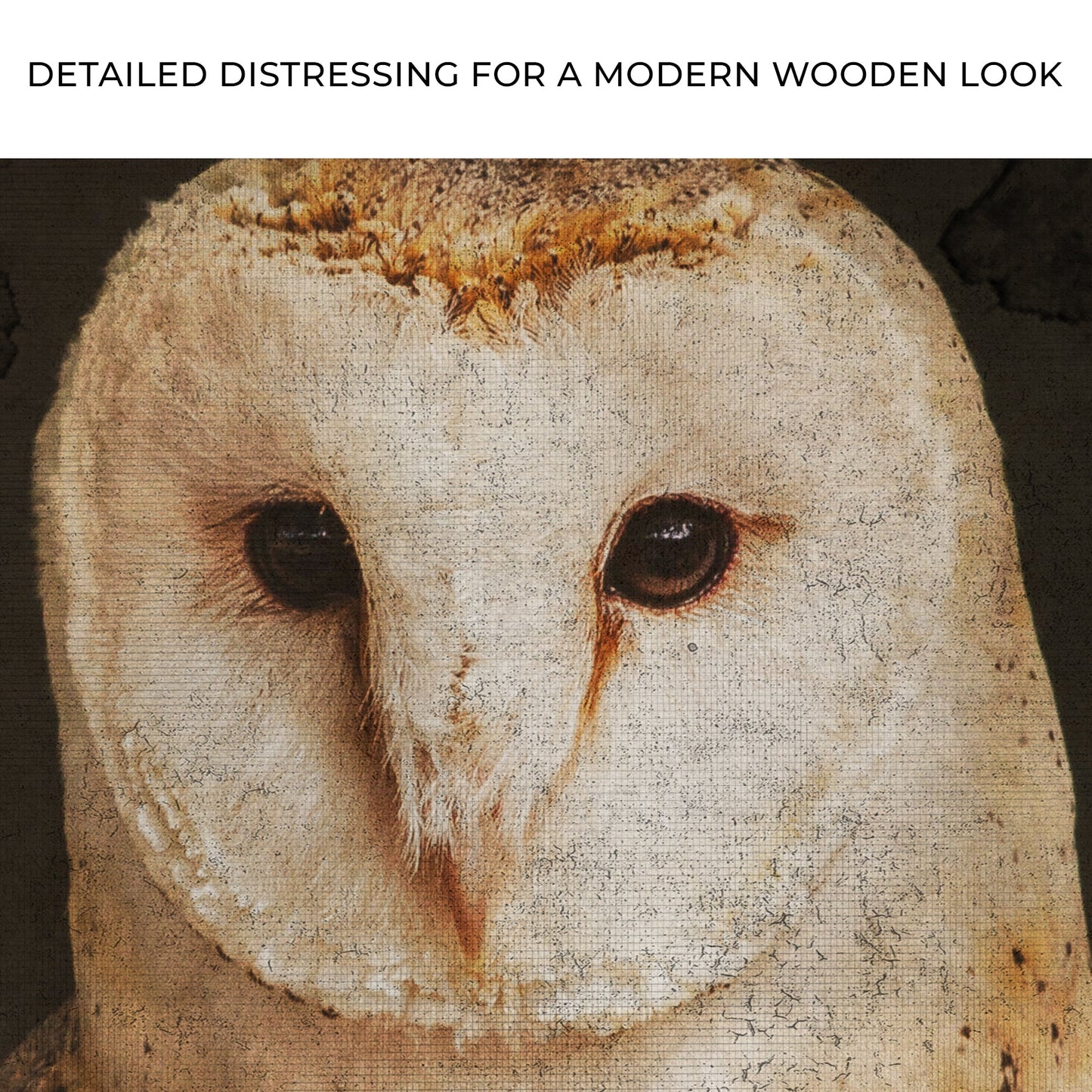 Barn Owl Gaze Rustic Canvas Wall Art