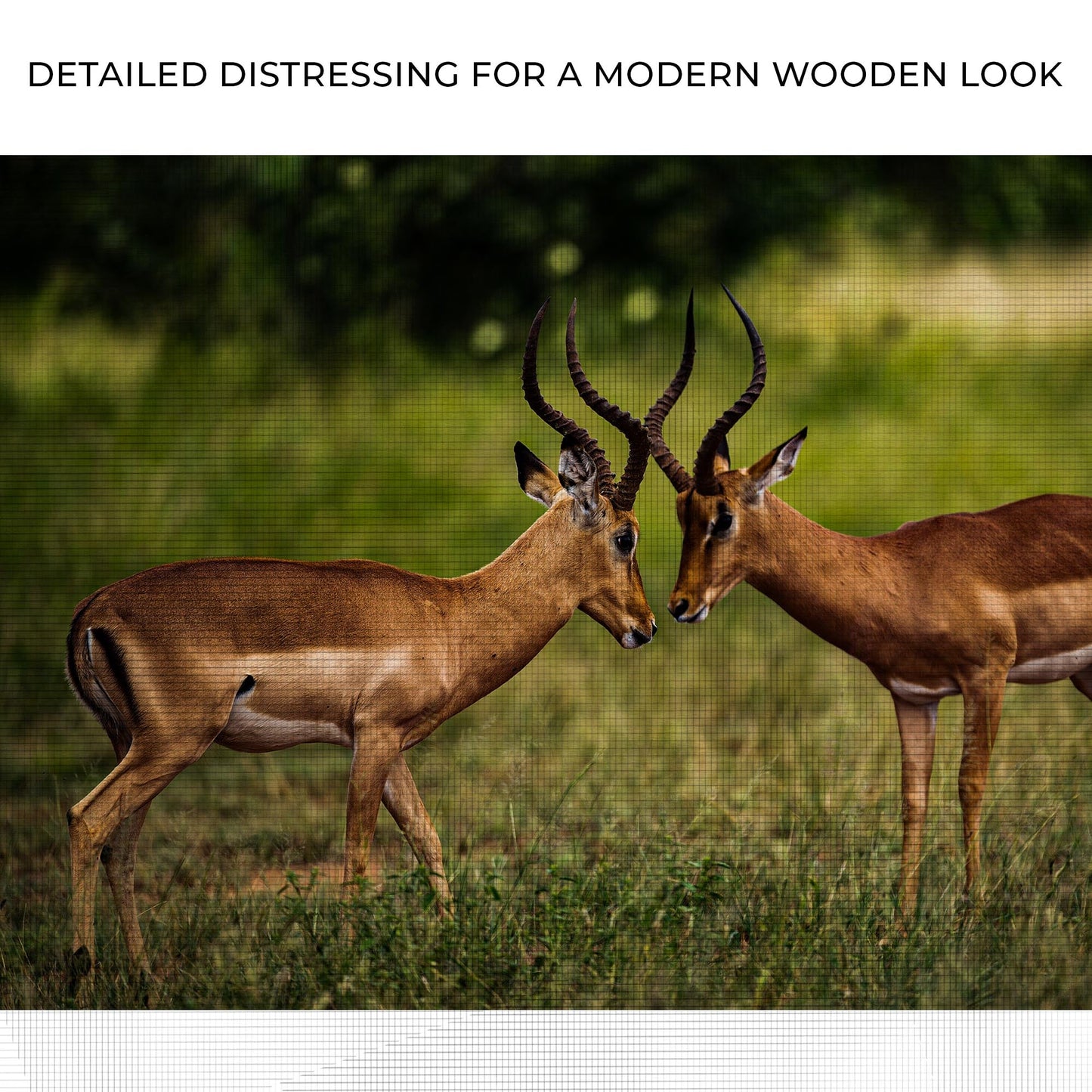 Antelope Aggression Artwork Wall Art