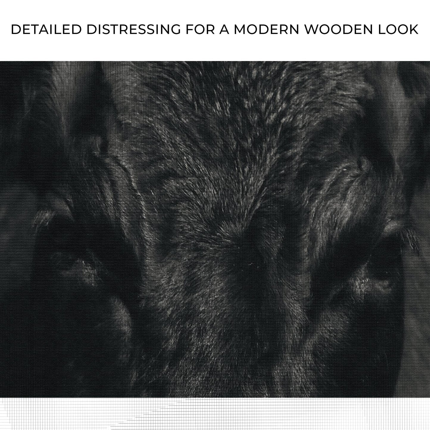 Angus Bull Essence Portrait Canvas Wall Art