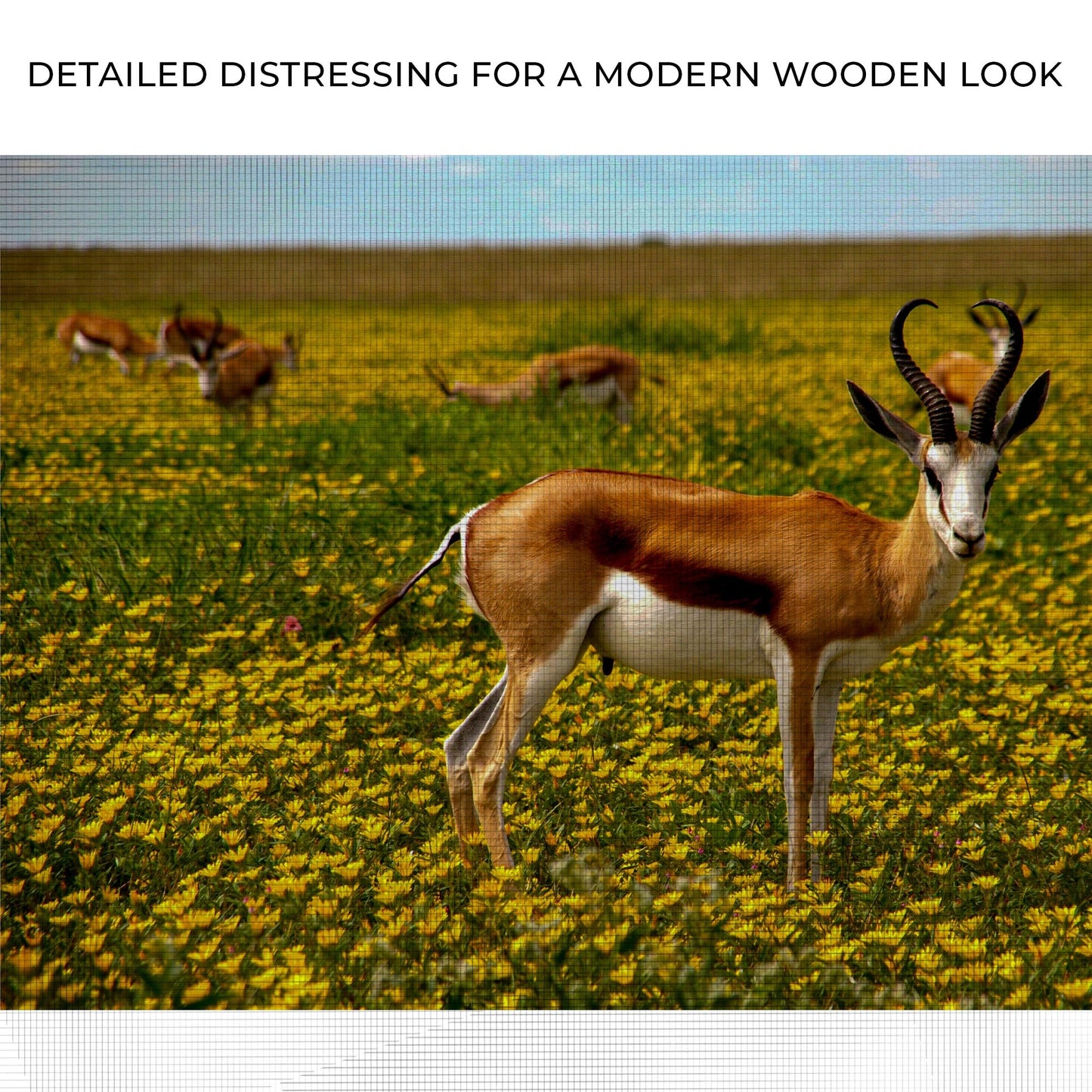 Antelopes in Springtime  Canvas Wall Art with Wildlife