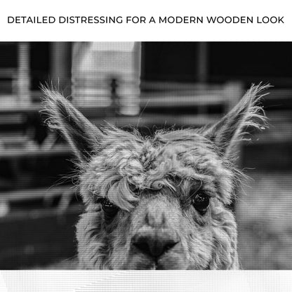 Alpaca Elegance Black and White Portrait Canvas Wall Art