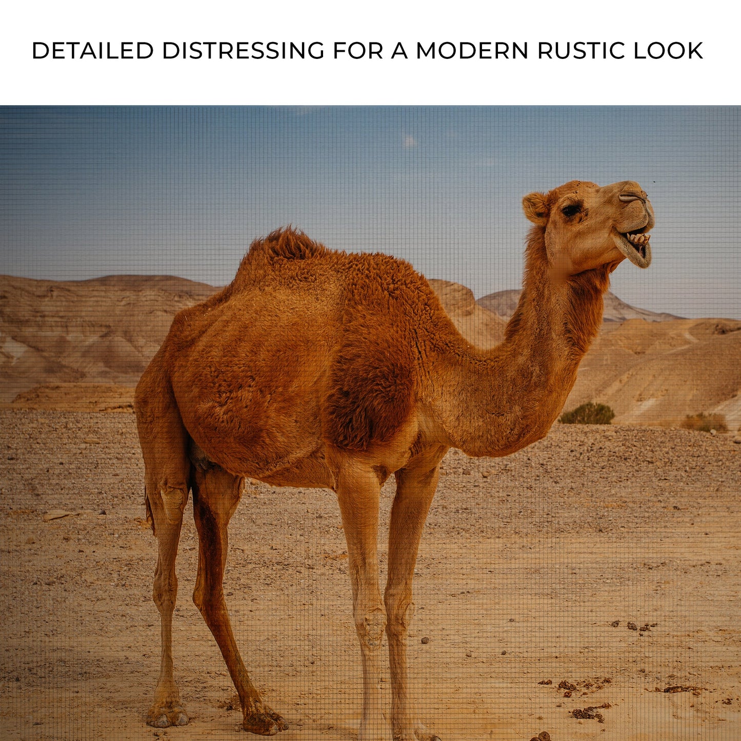 Arabian Camel's Grace on Canvas Wall Art