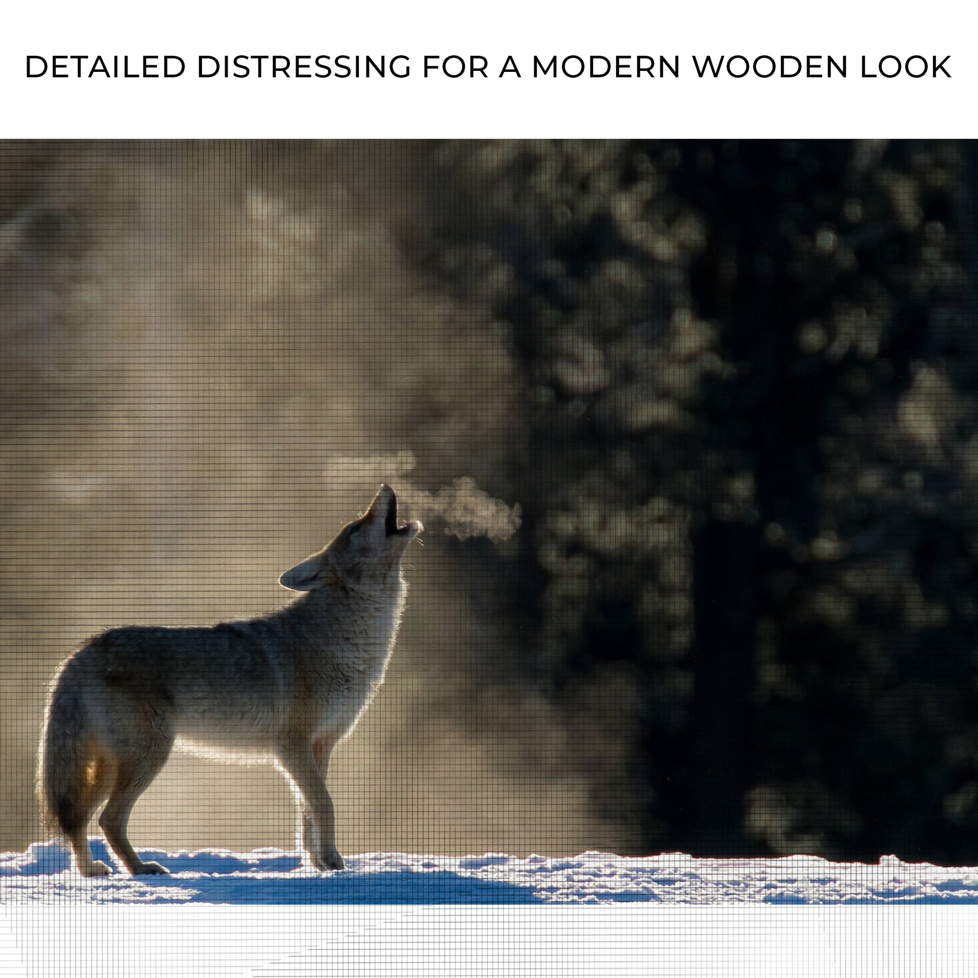 Howling Coyote in the Wild Canvas Wall Art